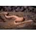 Serpiente del Maizal -  Anery albina - Pantherophis guttatus